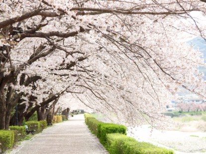 sakura